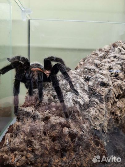 Паук