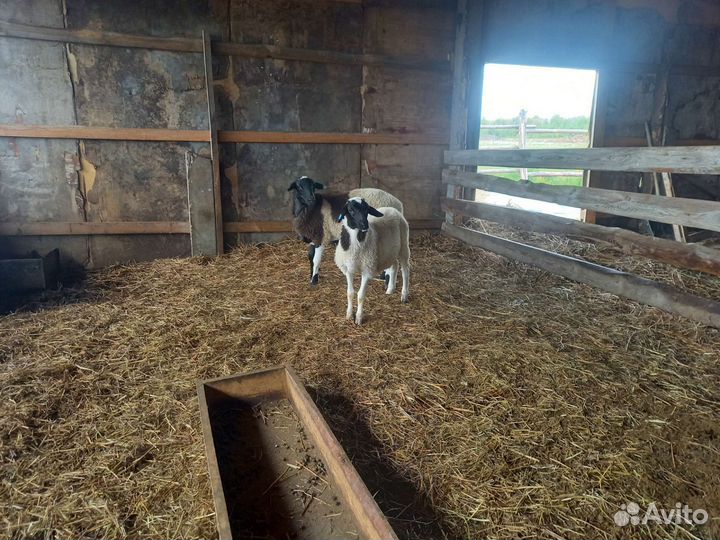 Бараны дорпер