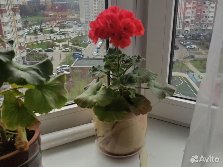 Пеларгония герань