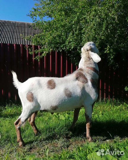 Чистопородный нубийский козёл, случка