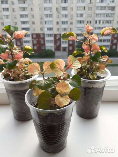 Альтернатера