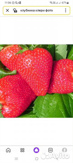 Рассада ранней клубники