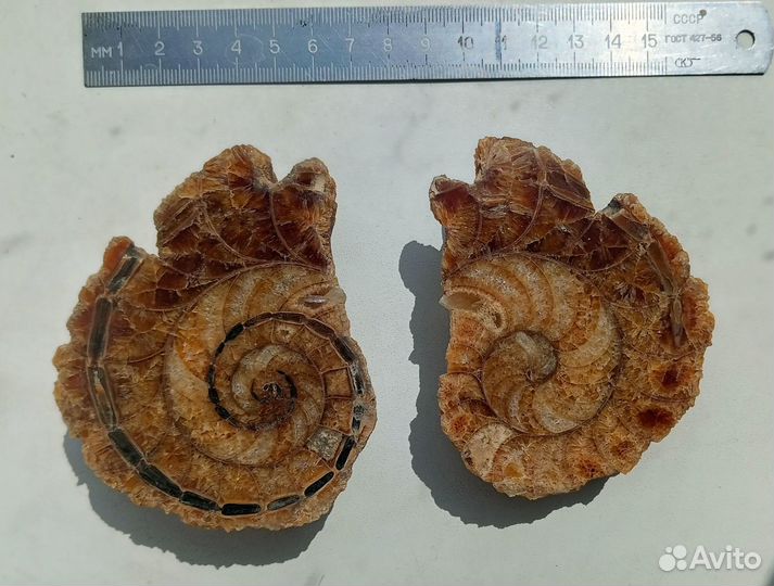 Сувенир Распил наутилуса