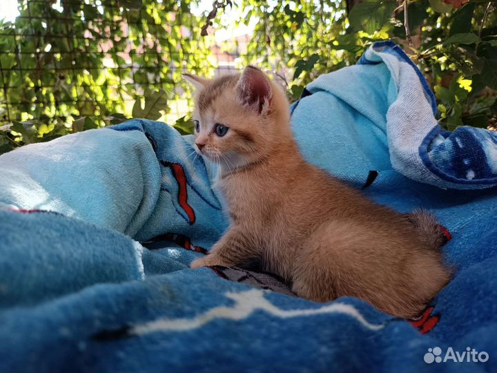Шотландские котята