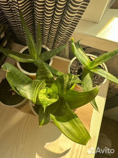 Алоэ сансевиерия отростки рассада саженцы