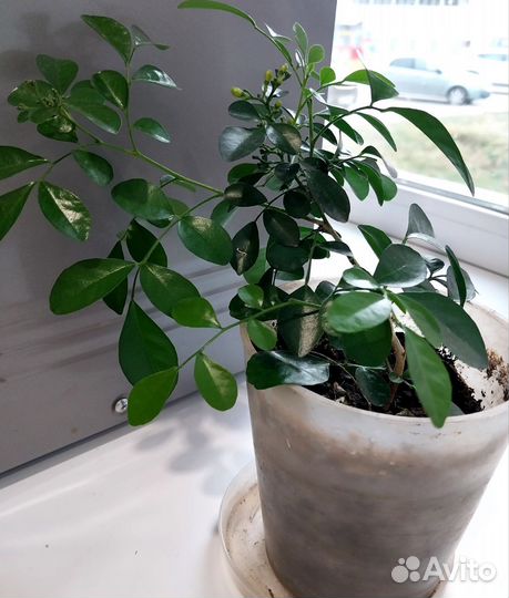 Цветок мурайя