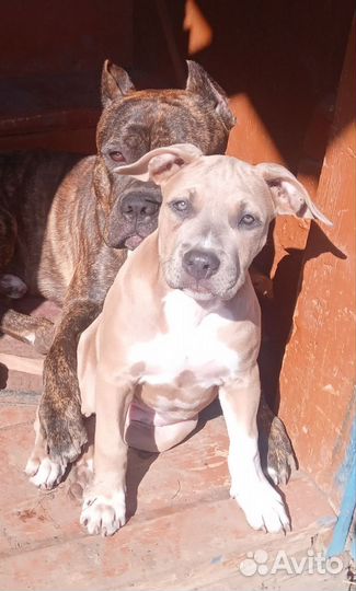 Ам. Стаф. щенки