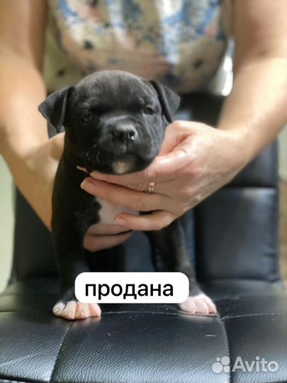 Американский булли