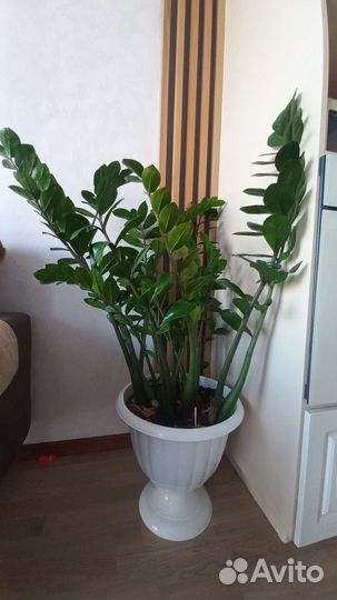 Замиокулькас