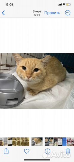 Ищет дом молодой котик