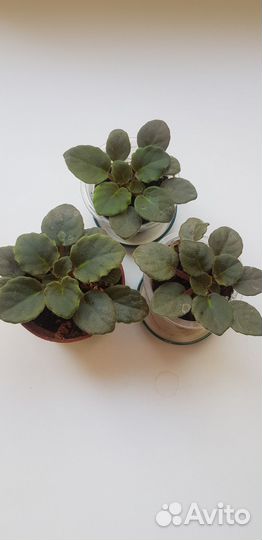 Комнатные цветы