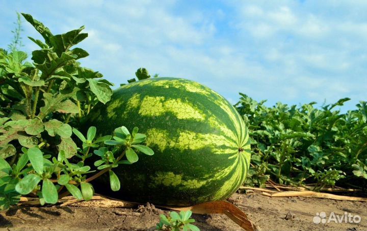 Арбузы
