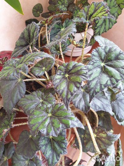 Бегония тигровая