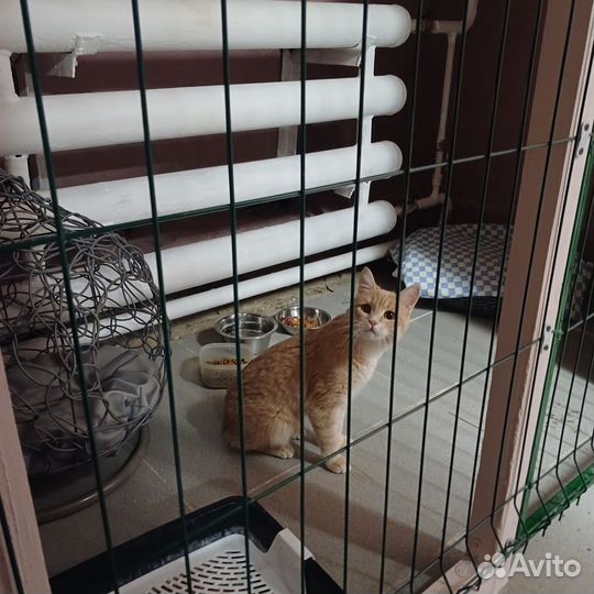 Гостиница для кошек и собак, Передержка кошек