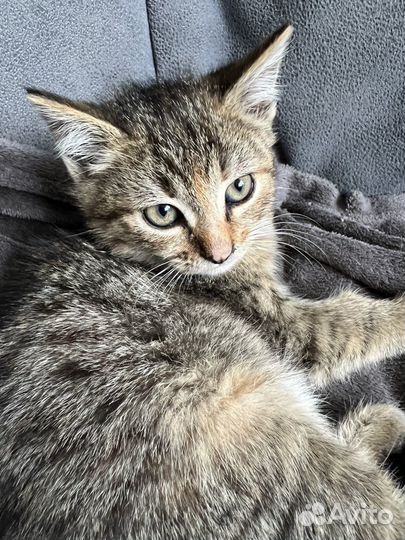 Котята в добрые