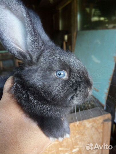 Мясные породы кроликов