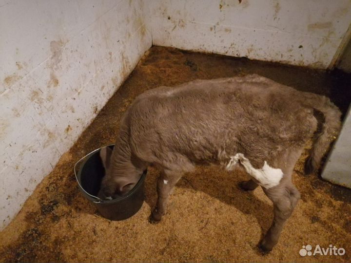 Продается телка