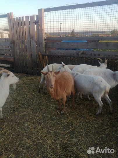 Дойные козы