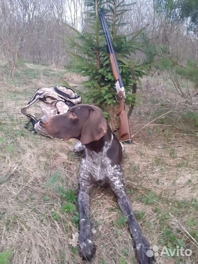 Собака для вязки