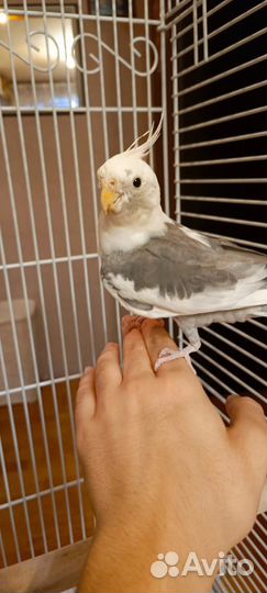 Попугай корелла мальчик