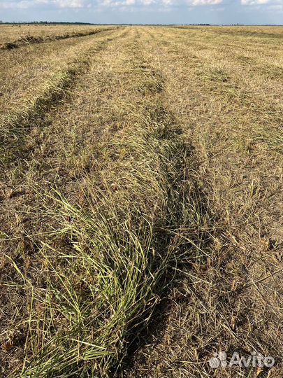 Сено в тюках