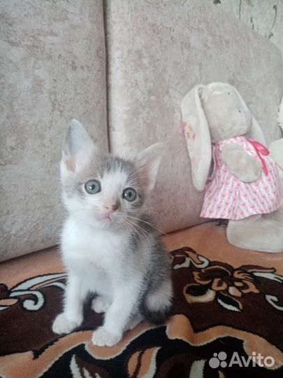 Котята