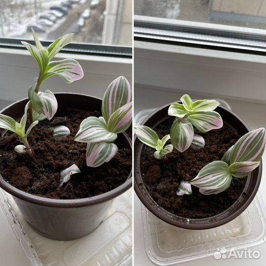 Традесканция нанук (черенки)