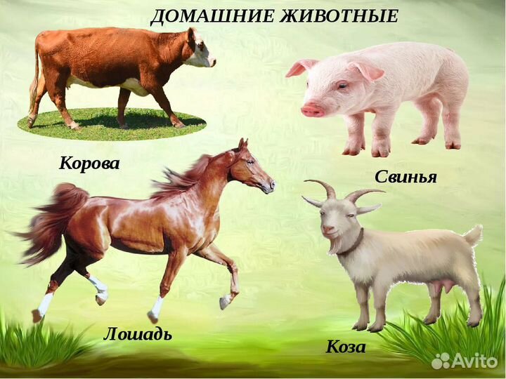 Корова коза овца свинья. Корова и коза. Корова лошадь свинья. Домашние животные корова. Корова лошадь коза.