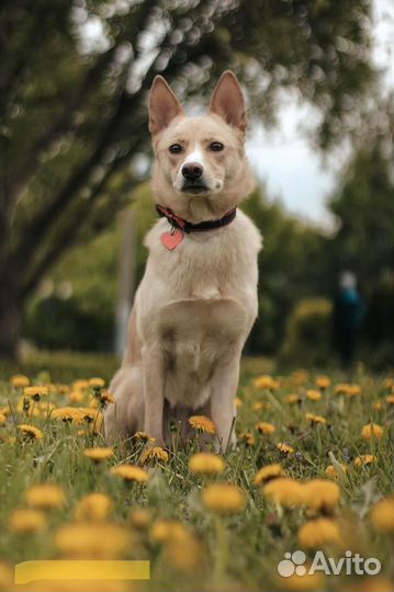 Ласковая и красивая собака в поисках дома