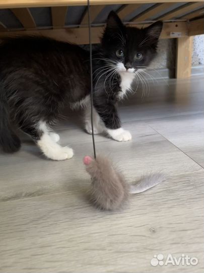 Котенок девочка