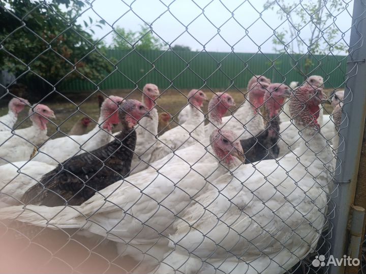 Индюки домашние