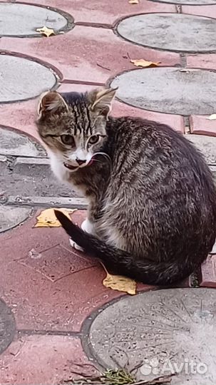 Котенок