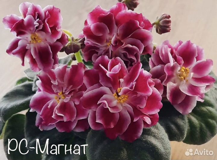 Сортовые фиалки