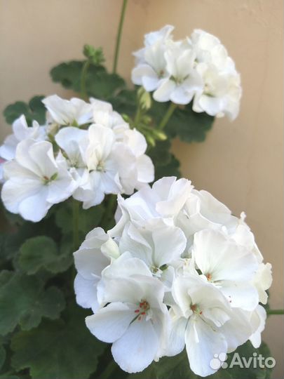Пеларгония герань белая