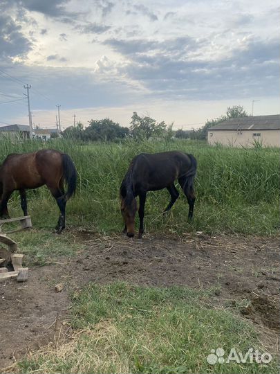 Лошади жеребчики