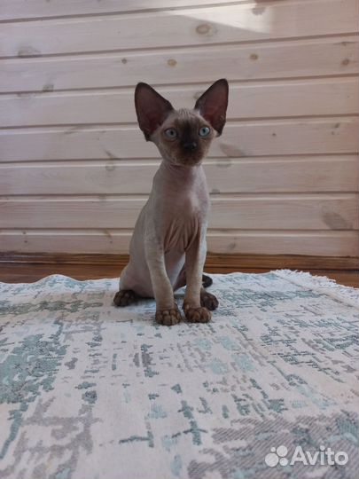 Кот девон-рекс