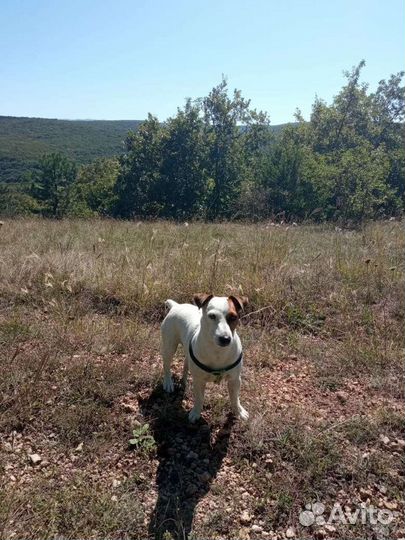 Кобель для вязки