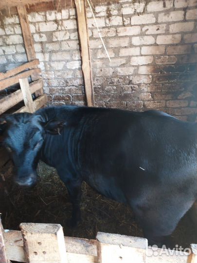 Телочка (5 мес)