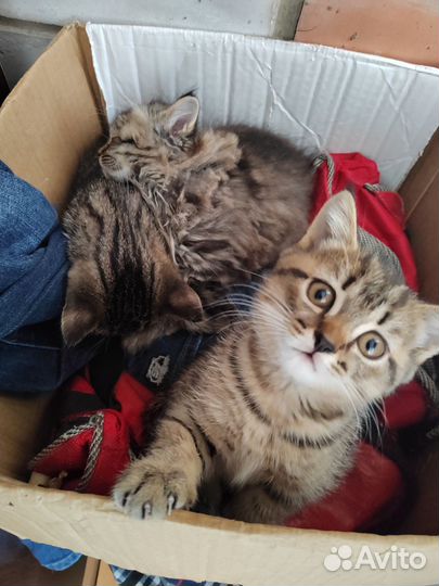 Котята