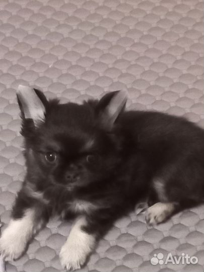 Щенки чихуахуа