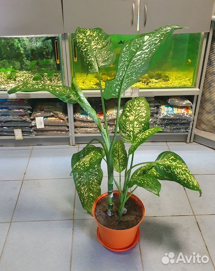 Диффенбахия