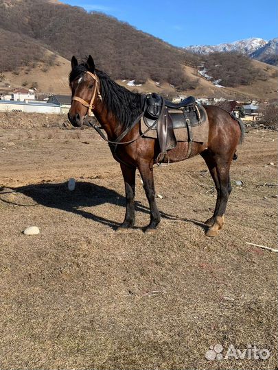 Карачаевский жеребец