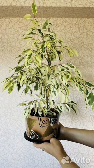 Фикус бенджамина