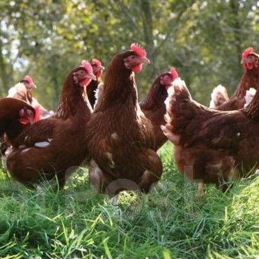 Несушки 11 мес с беспл.доставкой