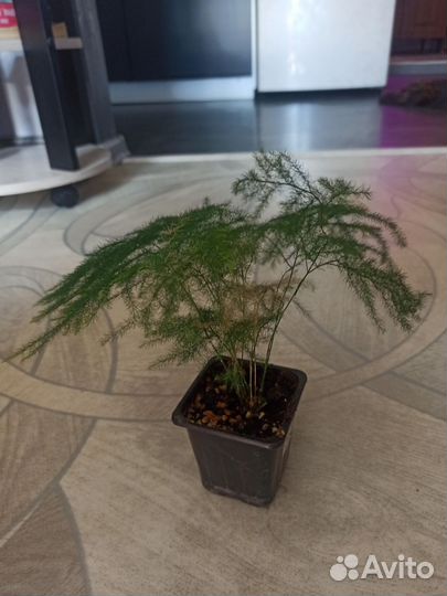 Комнатные цветы