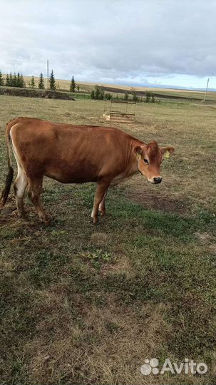 Джерсейская нетель, телочки