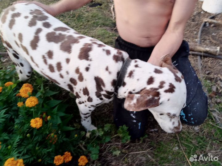 Собака долматинец