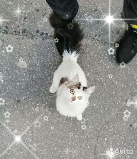 Кошка-потеряшка