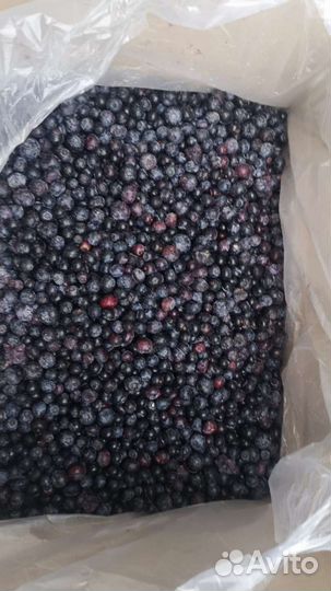 Голубика садовая с/м