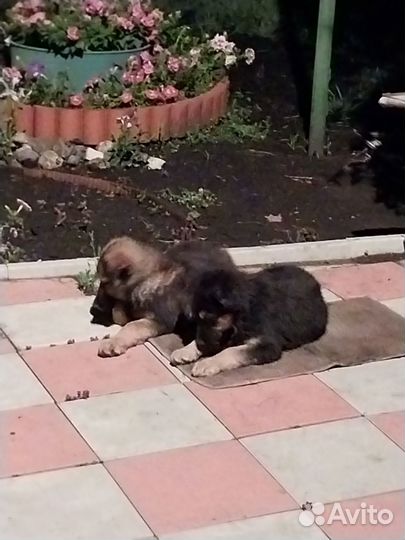 Отдам в добрые руки